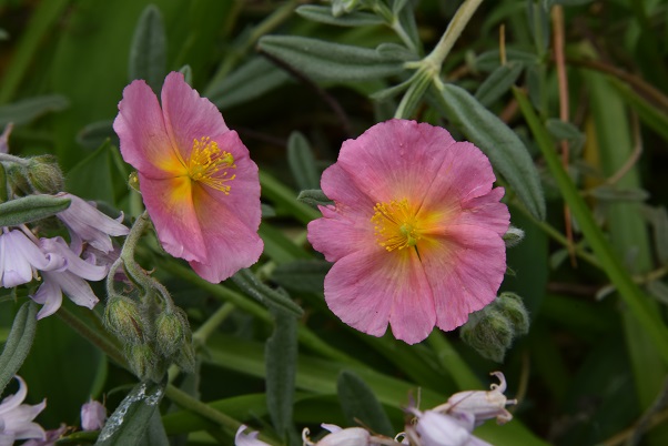 Helianthemum  'Wisley Pink'Zonneroosje bestellen